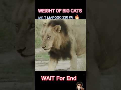 #motivation #animals #tiger