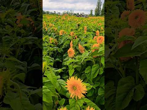 🌻Sunflower field #richmondbc #britishcolumbia #canada #flowers #flowerfield #🌻