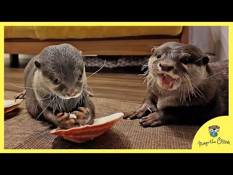 Otter Bingo is very greedy !!