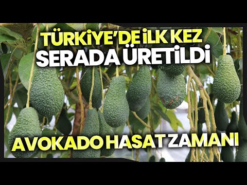 Türkiye’de İlk Kez Serada Üretilen Avokadonun Hasadı Yapıldı