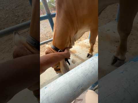 Cow #cow #beby #animals #subscribers #like #veiws