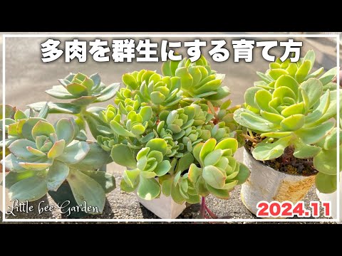 【多肉植物】子吹きが良すぎて困ります【ガーデニング】