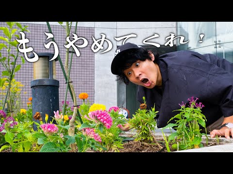 嘘だろ...せっかく作ったバタフライガーデンが大変なことに