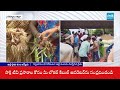 Farmers Plowed Onion Crop For No Support Price | CM Chandrababu | Pawan Kalyan | @SakshiTV  - 12:07 min - News - Video