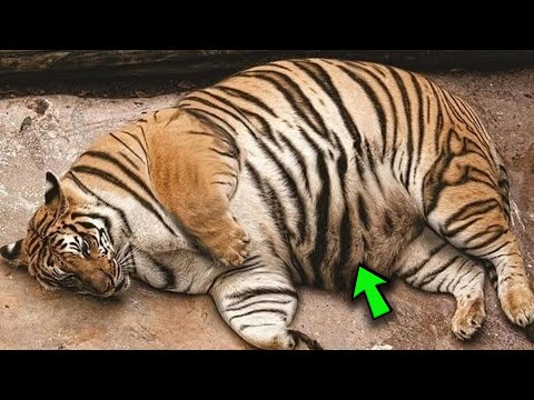 Tiger bringt ungewöhnlichen Nachwuchs zur Welt und macht die Menschen fassungslos