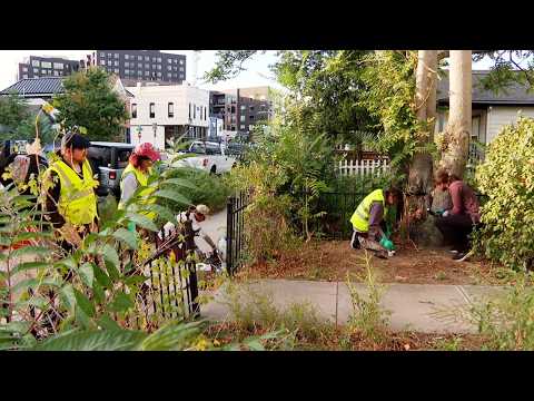 Local <strong>group</strong> works to kill invasive tree <strong>of</strong> heaven in Denver's neighborhoods