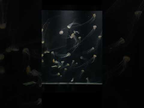 猫の動画サムネイル - アカクラゲ #kamoaquarium #kamoaquarium shorts