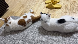 動画サムネイル