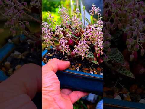 Ledebouria socialis flower #plants  #flowers  #shortvideo