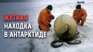 Ученые обнаружили таинственное яйцо морского монстра в Антарктиде