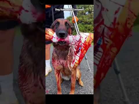 Great costume!! #viral #animals #halloween