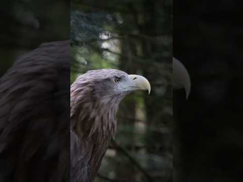 क्या आप जानते हैं… Eagle – The Most Powerful Bird! 🦅”|#youtubeshorts#shortsfeed#shorts#ai#trending