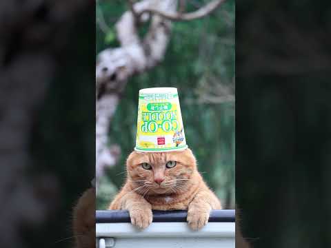 猫の動画サムネイル - ＣＯ・ＯＰ コープヌードル柚子しお　250617 #cat #ネコ #猫のいる暮らし #cute #ねこ　#のせ猫　 #猫のいる生活　  #cutecat