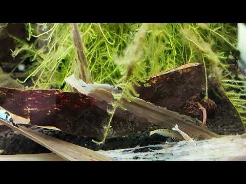 Taiwan Bee Mischling Start Up - Tank 9 📘 Neocaridina for Dummies
https_//payhip.com/b/WgSpi

📘 Caridina for Dummies
https_//payhip.co