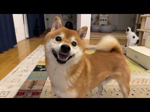 柴犬ハチの誕生日プレゼント相談会2024年9月26日 サムネイル