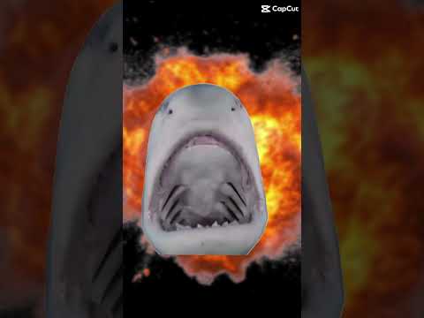You’ve Been Sharked! Send this to a friend in 10 minutes or else the Shark will explode