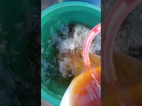 onion peel water 💧 || #garden #terrace #trending #shorts #fyp #plants #vegetables