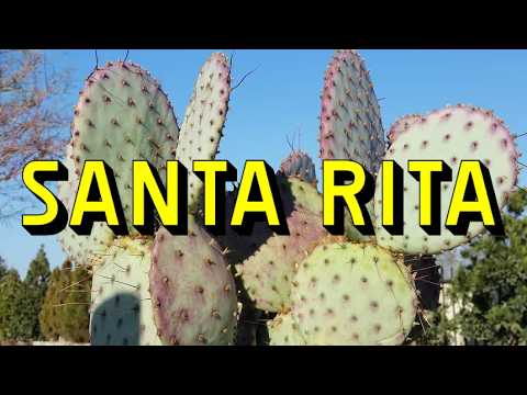 Opuntia Santa Rita Prickly Pear Cactus Complete Gu www.bishopaquatics.com

Unlock the secrets of the Santa Rita Prickly Pear Cactus—a stunning purple