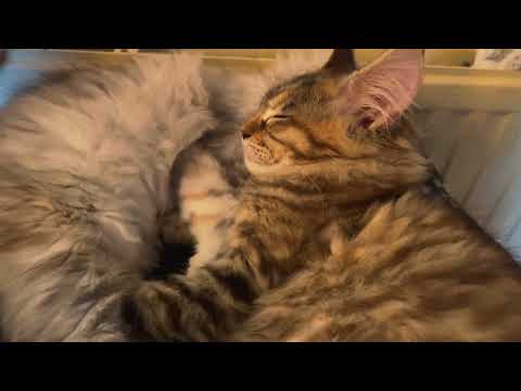Worlds Biggest Cats Breed...Tiny Maine Coon Kittens  #cat #cute #funny #mainecoon