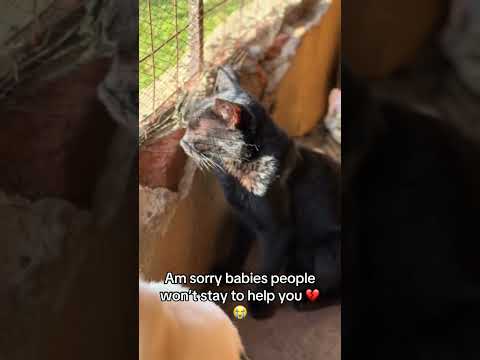 #helpme#lovers#usacatlovers #rescuecatsrock