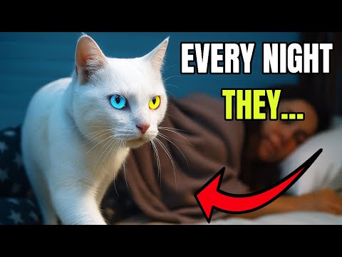 The One Strange Thing Your Cat Does Every Night While You Sleep – And It’s About You
