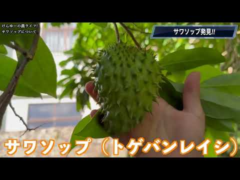 え．．．．サワソップって接ぎ木できるの？