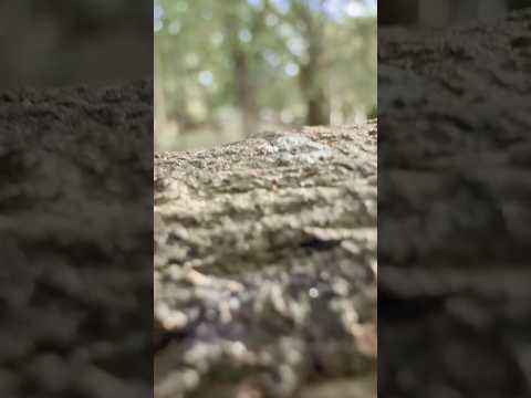 Caterpillar walk #nature #relaxing #wildlife