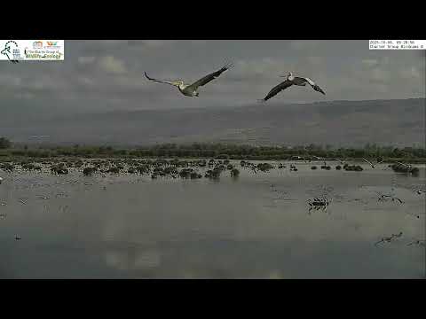 אוניברסיטת חיפה: אלפי שקנאים חולפים בשמי הצפון תיעוד נדיר הבוקר בשמורת החולה