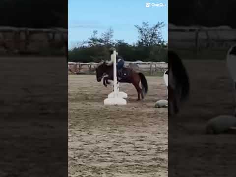 Hes just amazing 😻 #equestrianriding #horse #smalljump #horseenthusiast #equestrian #equestrianlife