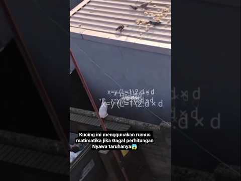 salah perhitungan bisa fatal nih🙀#cat #kucing #shorts