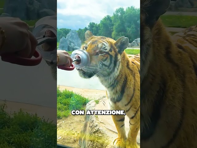 non sfidare la tigre