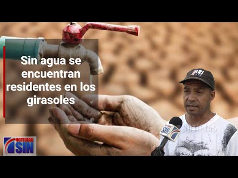 Sin agua se encuentran residentes en los girasoles