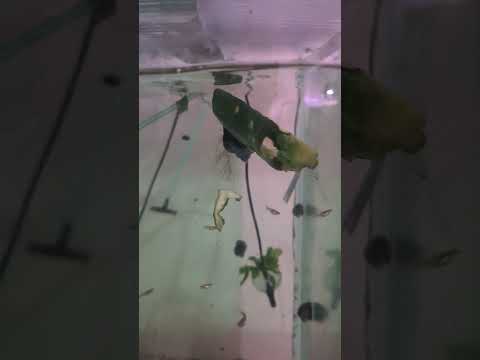 Surfin' Mystery Snail 