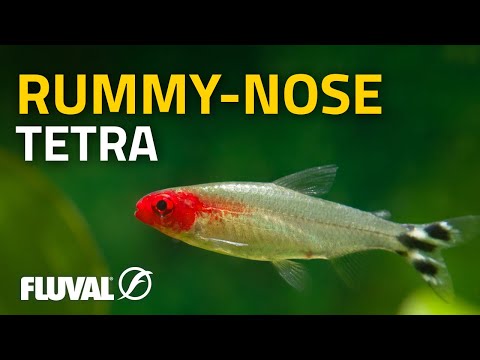 Species Spotlight | Rummy-nose Tetra