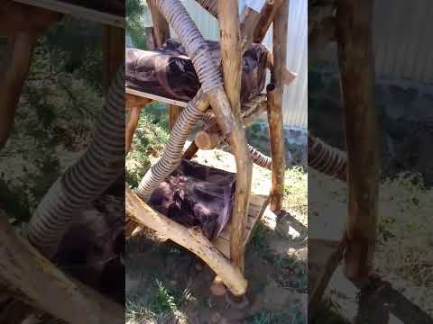 КОТОфелева башня