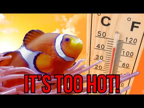 Help! I Wrecked My Tank Ep. 9 - Deadly Temperature Temperature swings are the number one cause of reef tank crashes—but the good news is, they’re e