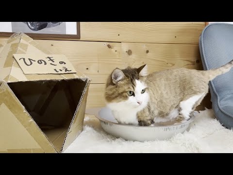 ひのきへのストーカー行為でお母さんに「キモい」と言われる猫のぬいぐるみ
