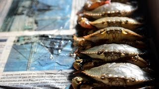 For the second consecutive year Hudson's Seafood House on the Docks on Hilton Head Island has built a series of shedding boxes with a water circulatory system to facilitate the molting process and ensure that the soft shell crabs served in their restaurant are as fresh as they possibly can be.