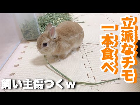 うさぎの もこの日常の最新動画 Youtubeランキング うさぎの もこの日常の最新動画 Youtubeランキング