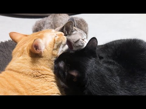 我が家の姫猫は甘える順番があるようです