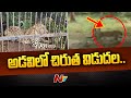 Video: Leopard that attacked boy in Tirumala released into forest