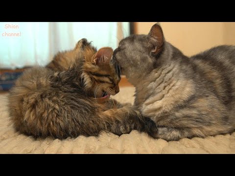 トライアル前日の思わぬハプニングでみんなから心配される子猫