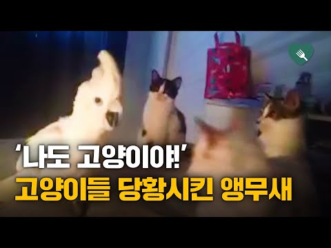 앵무새, '나도 고양이야' 황당 주장에 고양이 반응