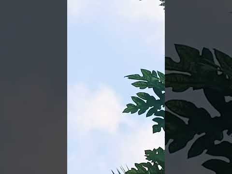 आसमान व्यू।।आसमान में घुंघराले हुए बादल