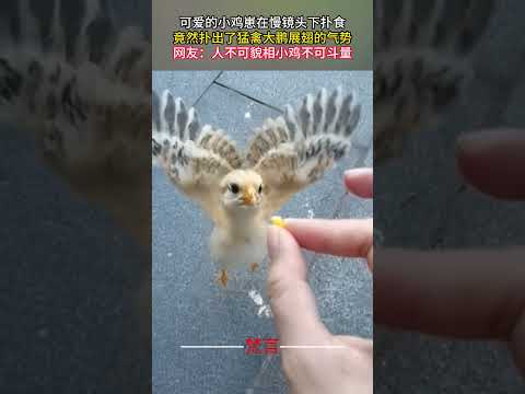 可愛的小雞崽在慢動作下撲食 竟然扑出了猛禽大鵬展翅的氣勢 #可愛 #意外 #小雞 #有趣 #amazing #chicken #cute #funny #shorts サムネイル