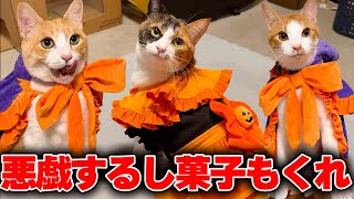 動画サムネイル