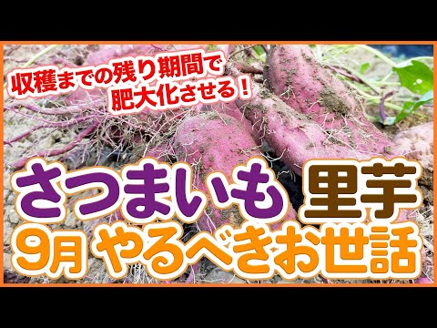 【さつまいも&里芋】収穫までに大きく育てる!9月にやるべきお世話ポイントを徹底解説!【農園ライフ】