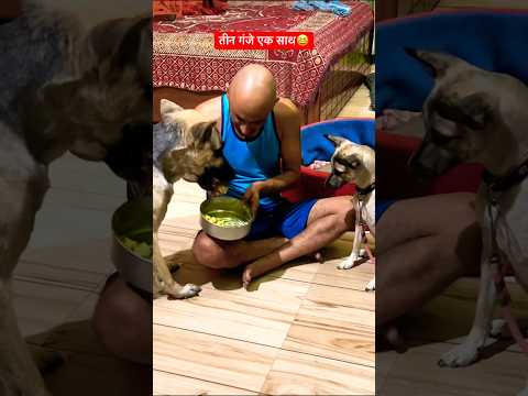 तीन गंजे एक साथ😱😆🐕🦺 #shorts #ytshorts #funny #animals #voiceforvoiceless #feeding #love❤️