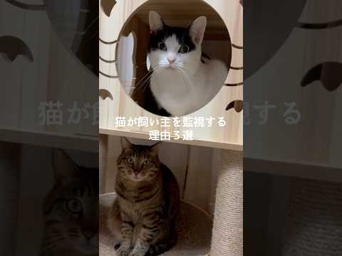 猫の動画サムネイル - 猫が飼い主を監視する理由3選 #猫 #ねこ #猫のいる暮らし #ねこのいる生活 #猫との暮らし #保護猫 #猫好きさんと繋がりたい #猫動画 #猫のいる生活 #猫好き VOICEVOX:ずんだもん
