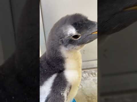 猫の動画サムネイル - 6/2ふ化🐣ジェンツーペンギン生後49日目